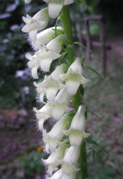 Digitalis micrantha (=D.lutea subsp. australis )/ Digitale appenninica